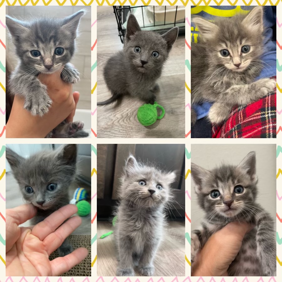 Fostering+kittens+can+be+a+rewarding+handful.%09