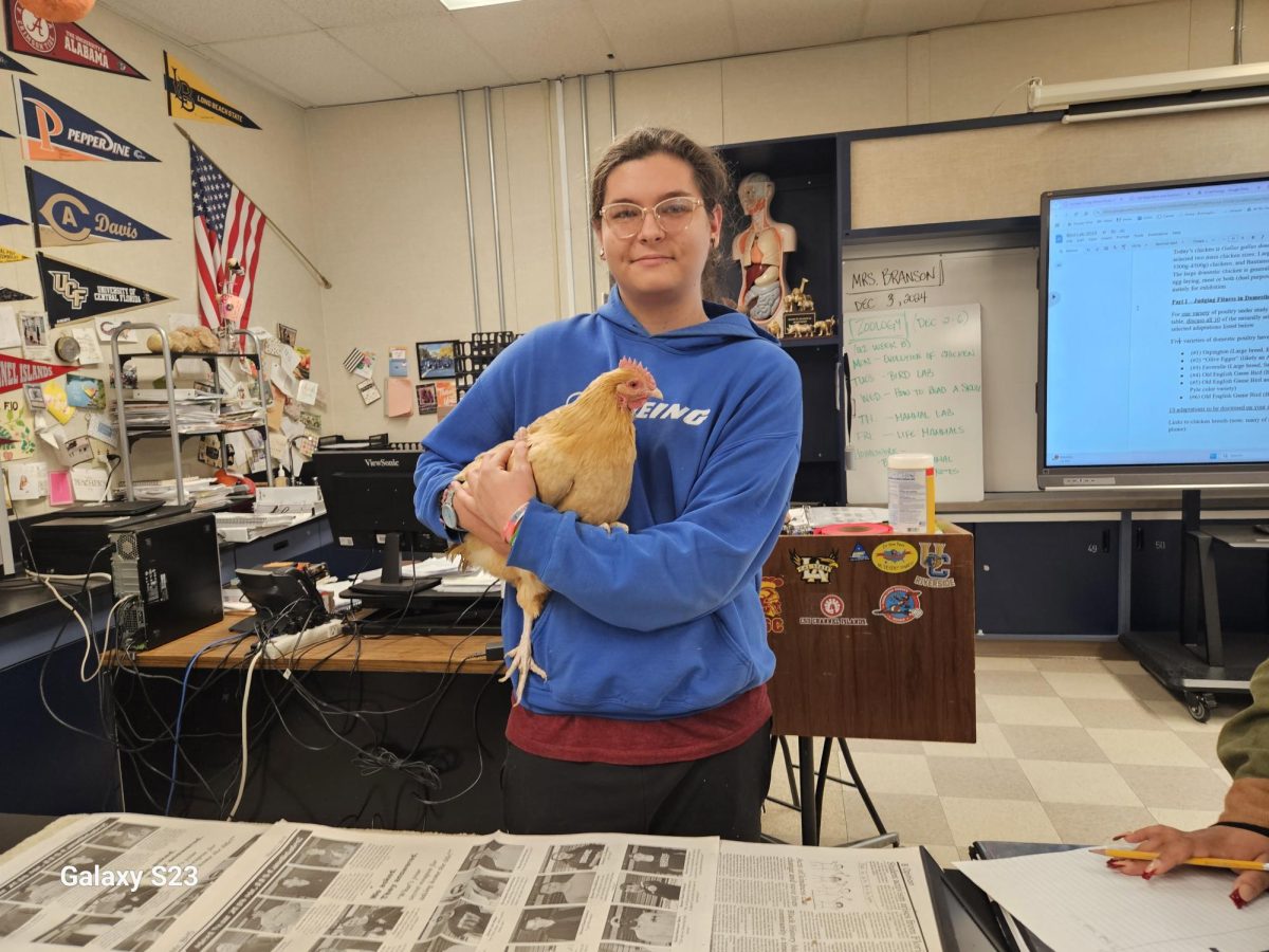 Junior Cavan Sheffer holds an Orpington chicken during a Zoology lab on Dec. 3. Teacher Melanie Branson brought in her own chickens and let students study and hold them. The students studied their wings, beaks, feet, and the effects  and purposes of selective breeding. 